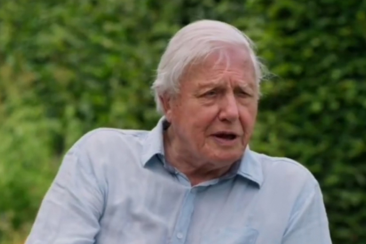 Királyi kitüntetést kapott David Attenborough